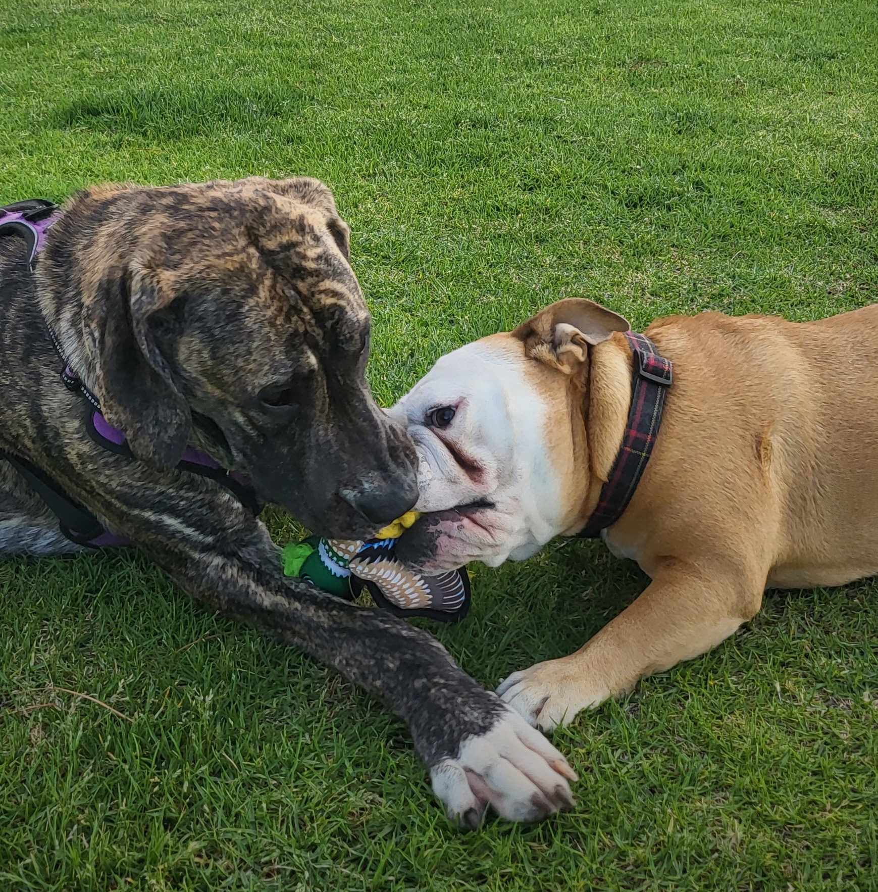 A large brindle dog and a bulldog playing calmly together on grass