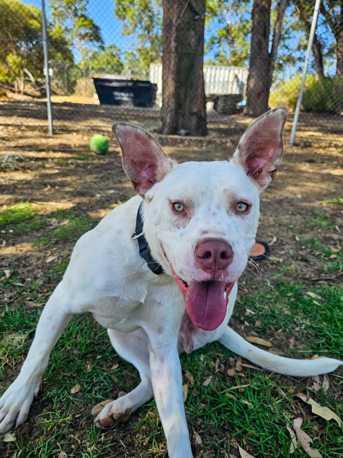 A white rescue dog Russell worked with sitting outdoors