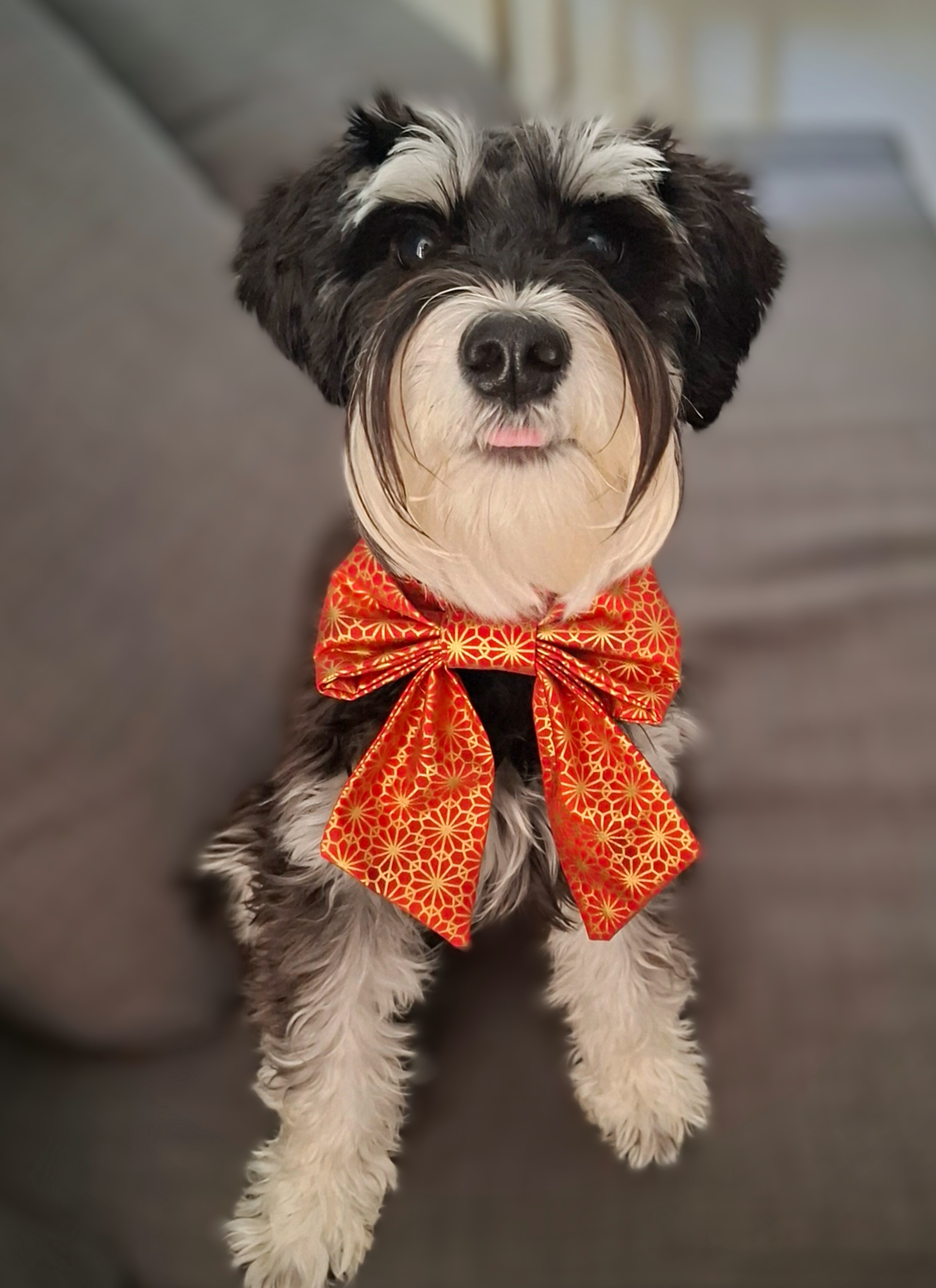 A small black and white dog wearing a red bow