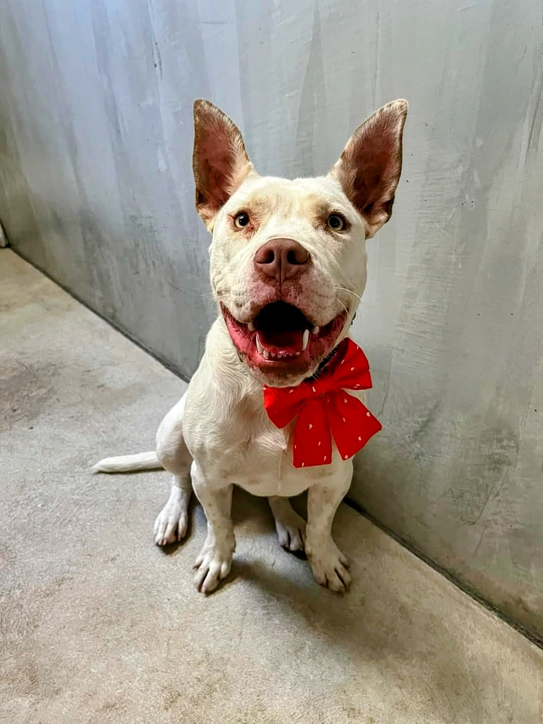 A white Staffie sitting attentively in a red bow