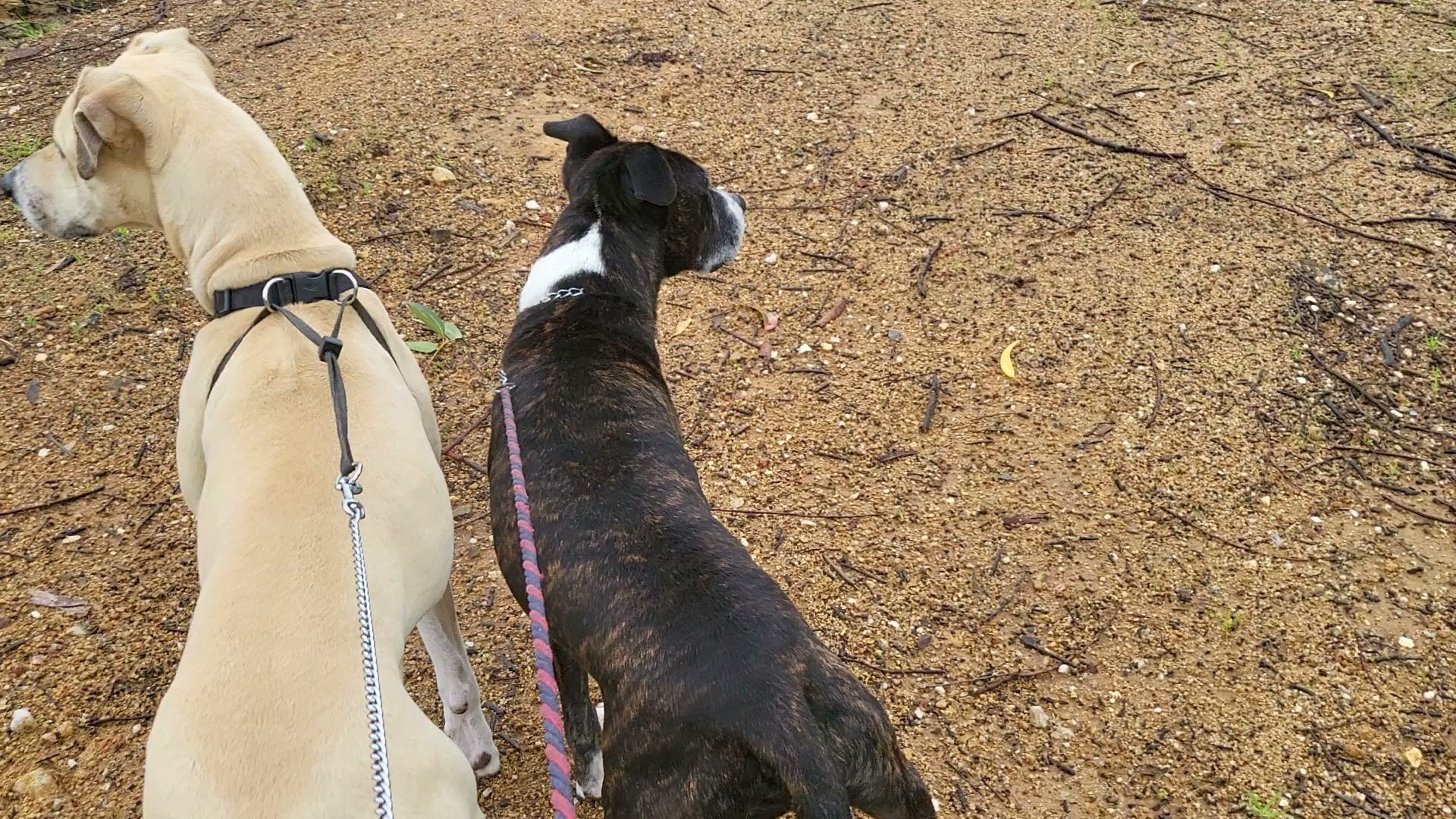 Two dogs walking together on lead outdoors